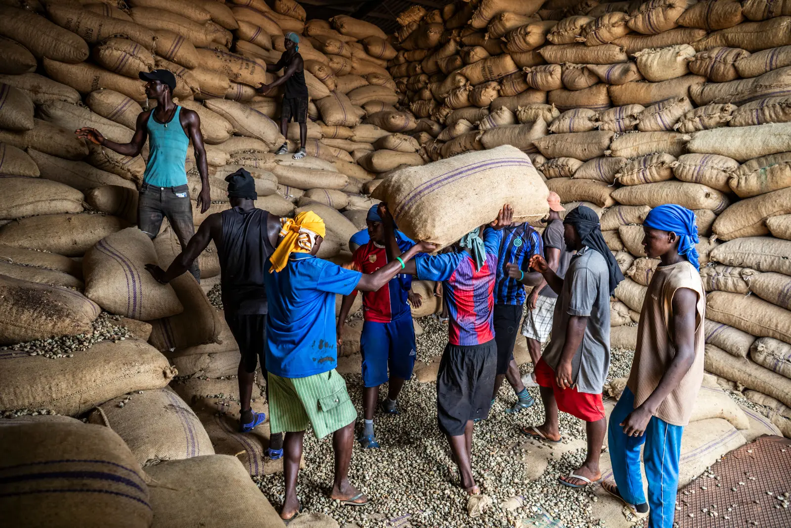 A line of workers passing a filled jute sack hand to hand inside the warehouse, standing on loose cashew nuts, with stacked sacks rising on every side.