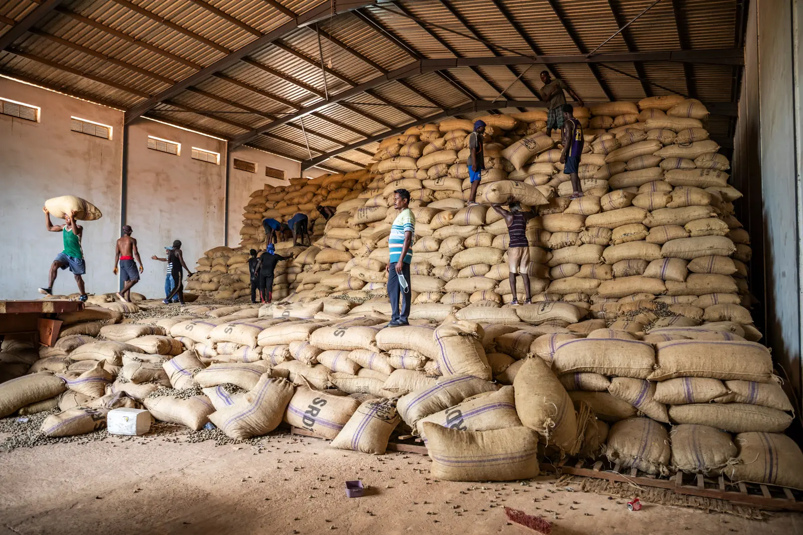 Workers climbing the stacked sacks to build the pile higher, with loose sacks and spilled nuts across the warehouse floor below.